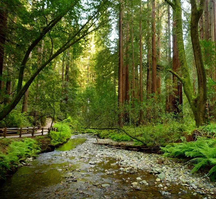 Interns in San Francisco take a trip to Muir Woods