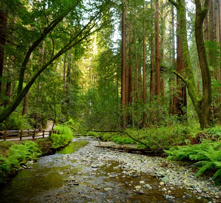 Interns in San Francisco take a trip to Muir Woods