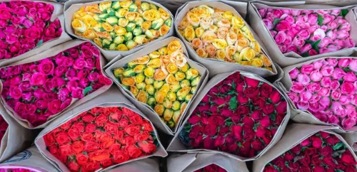 internships in Bangkok, explore Pak Khlong Talat