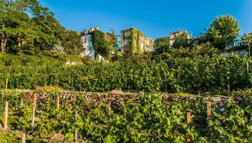 paris internships, take a wander around Montmartre Vineyard