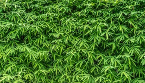 Internships in Toronto, explore Bamboo Garden