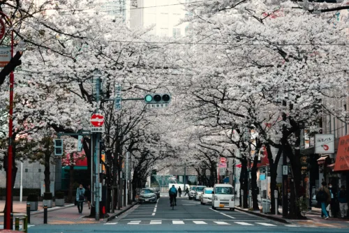 Cherry blossoms in Tokyo